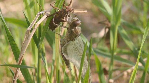 Newborn Dragonfly. A green dragonfly has just emerged from its larval skin and is swinging in the wind and waiting for the wings to expand and dry. 4K time lapse close up