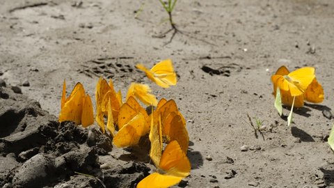 A group of  orange butterflies (family Pieridae) mud-puddling, absorbing nutrients or minerals from damp soil. In the Ecuadorian Amazon.