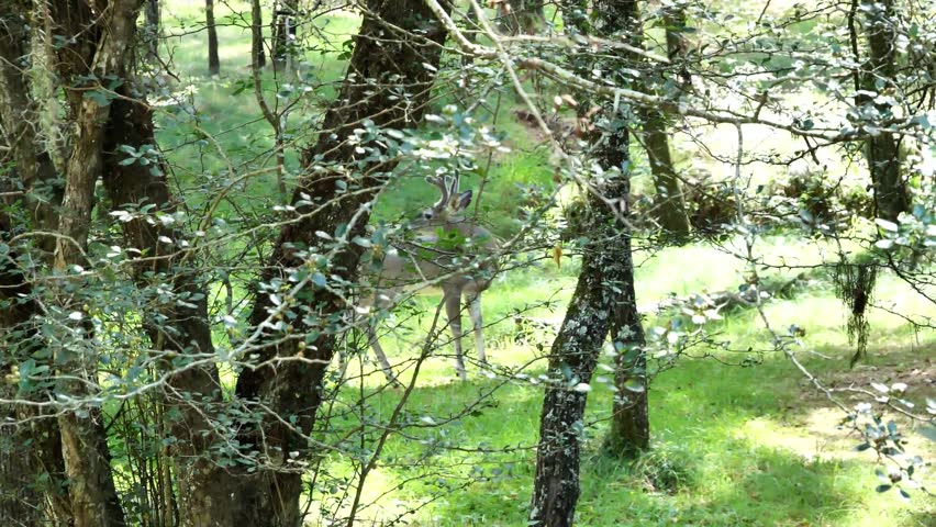 Bura deer behing branches in northeast Mexican forest