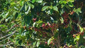 Coffee bean on coffee tree in cafe plantation. Royalty high-quality free stock video footage of coffee tree with red ripe fruit on tree in cafe farm and plantations. Vietnam agriculture