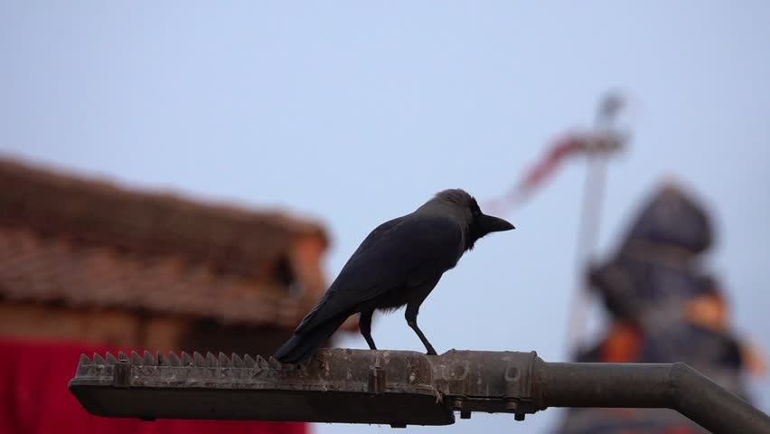 Black Crow Bird at Durbar Square in Kathmandu, Nepal