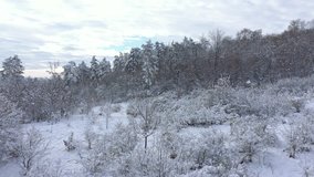 Snowed forest by early morning 4K drone flying footage