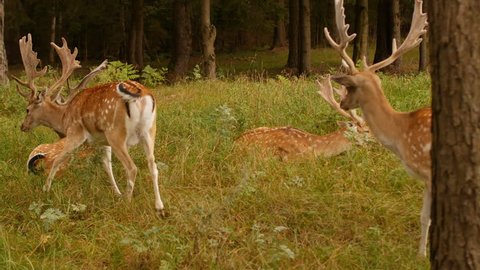 Beautiful wild animal spotted deer with horns on the background of nature, japanese deer, dappled