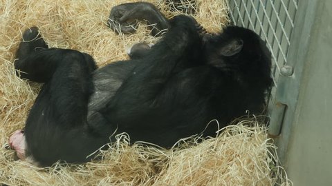 A mother bonobo ape is laying with her newborn baby in hay.