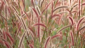 pink fox grass flowers are blooming and waving in the wind