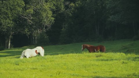 ZOOM of some horses grazing in a field in the vicinity of a forest. Nordic wildlife in Summer. Scandinavia.