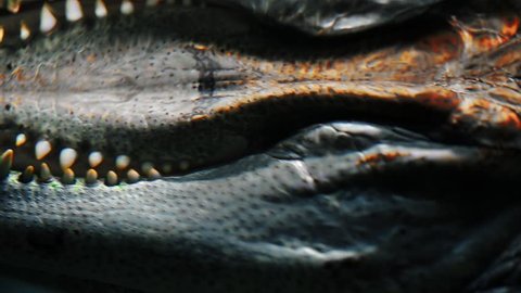 The jaws of a crocodile in the water.