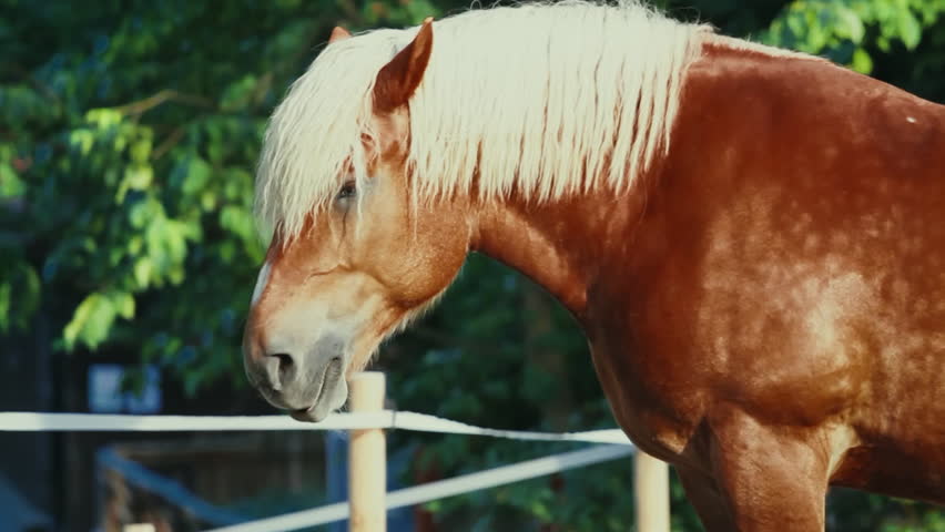 ZOOM to a brown horse with blond hair. Nordic wildlife in Summer. Scandinavia.