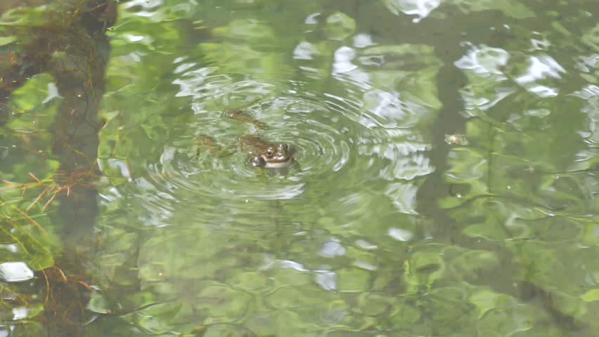 frog in the pond making noice