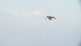 Seabird In Flight - Slow Motion video, Caspian Tern, Gull, Sea Bird