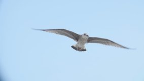 Seabird In Flight - Slow Motion video, Caspian Tern, Gull, Sea Bird
