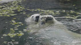 Polar polar bear swims in cold water