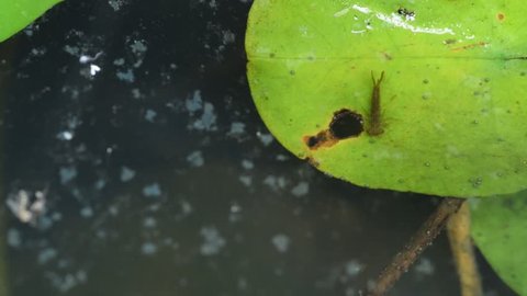 Dragonfly larvae in water.