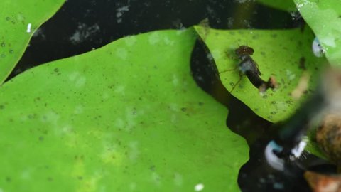 Dragonfly larvae in water.