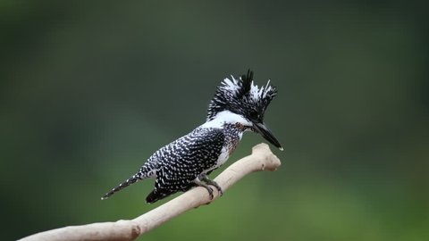 Adult male Crested kingfisher (Megaceryle lugubris), uprisen angle view, side shot, foraging fish in the morning on top of the twig at Mueang Khong, Chiang Dao district. Chiang Mai, north of Thailand.