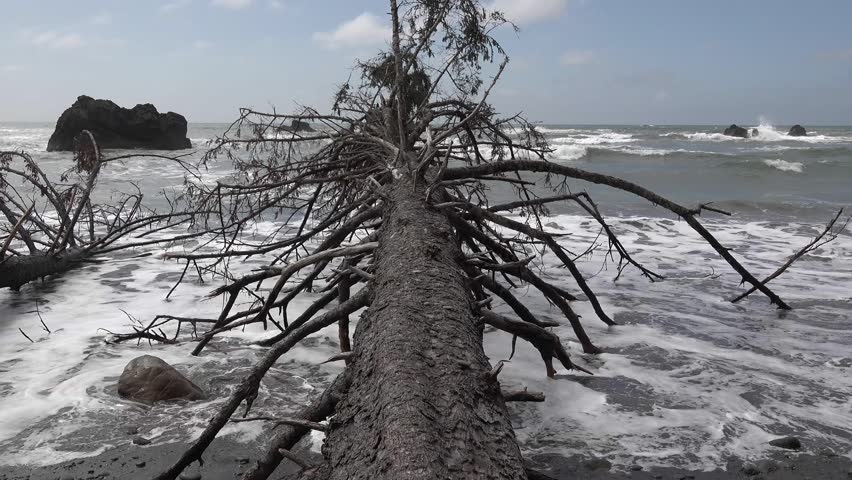 The Pacific coast, the tree trunk fell into the water on a wide beach with black volcanic stones, Olympic National Park, USA, Washington