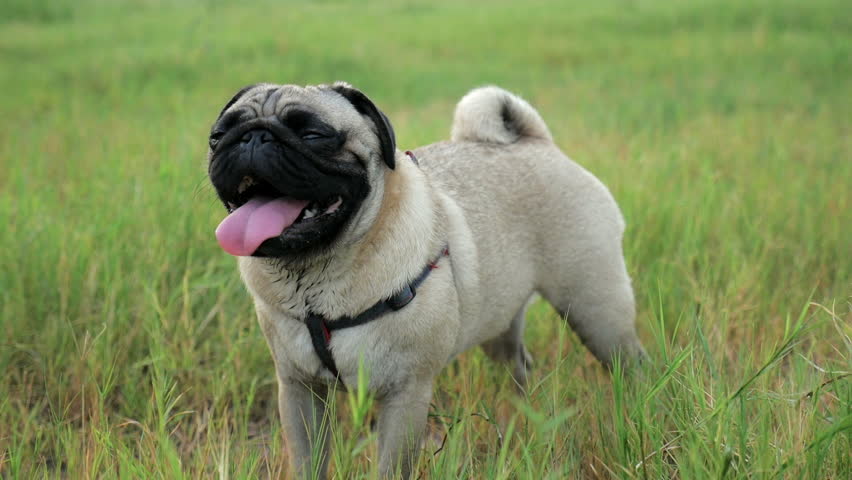 pug puppy breathing heavy