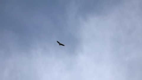 White-Rumped Vulture (Gyps bengalensis) Flying in Blue Sky in Nepal