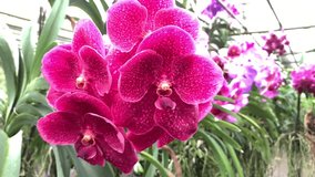 Close up colorful of orchids flowers on hanging at garden,Asian orchid ,4k Video footage Clip  