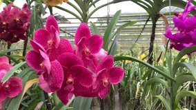 Close up colorful of orchids flowers on hanging at garden,Asian orchid ,4k Video footage Clip  