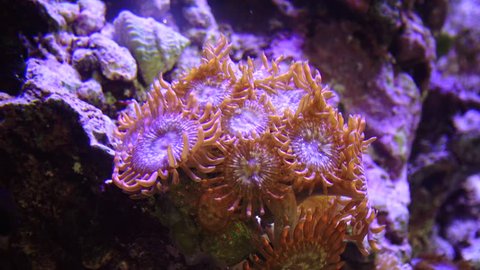 Multicolored Corals in a marine aquarium. Adventure Aquarium, Camden, New Jersey, USA 
