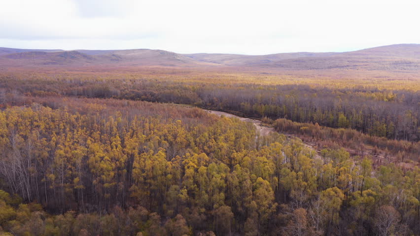 Aerial view of autumn forest and streams, Alongshan, Inner Mongolia, China, Asia.