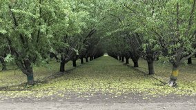 4K HD video zooming in through rows of almond trees dropping old leaves covering the ground between the rows of trees. Almonds have a high water footprint. Each nut takes a gallon of water to produce.