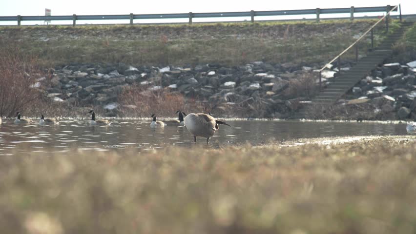 Canadian Goose Cleaning Itself by Park Water 4k