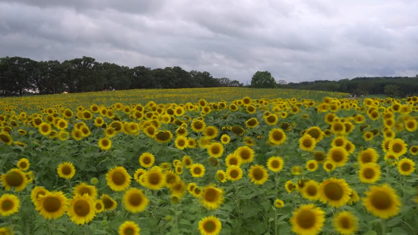 Sunflower Time Lapse