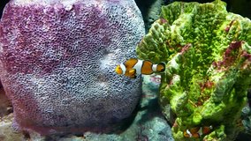 Close up beautiful fish (Clown Anemonefish) in the aquarium on decoration of aquatic plants background.