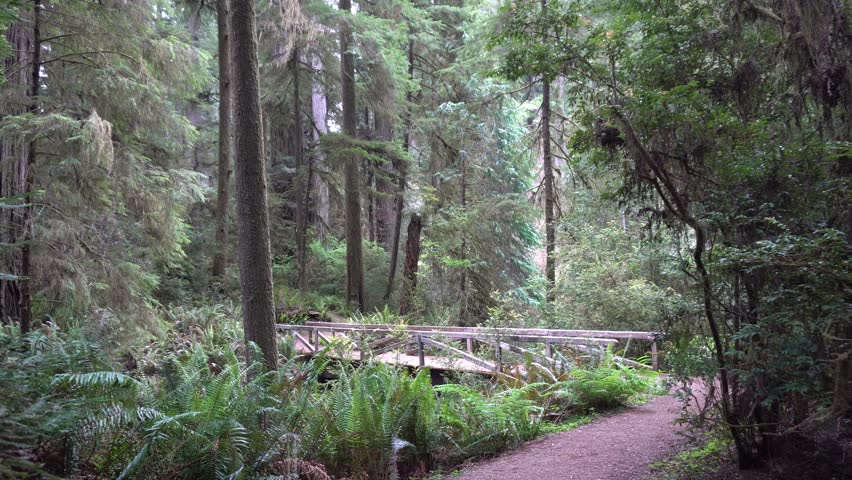 Redwood National Park Jedidiah Smith State Park Hiking Trail and Bridge