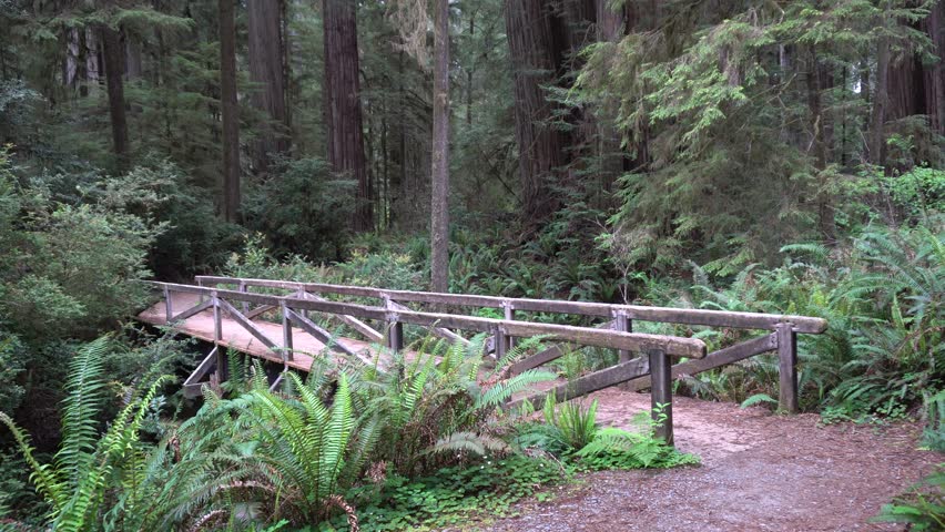 Redwood National Park Jedidiah Smith State Park Hiking Trail Bridge