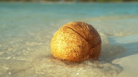 SLOW MOTION, MACRO, DOF: Gentle ocean waves wash the light brown coconut stuck on the beautiful white sand beach in Cook Islands. Glassy sea water splashes around the coconut on the shore of Hawaii.