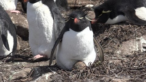 Rockhopper penguin hatching the eggs in their colony on Saunders Island, Falkland Islands
