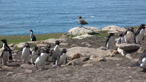 Rockhopper penguins on Saunders Island in group walk up from the sea to their colony, Falkland Islands