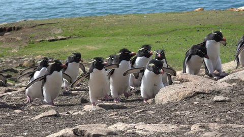 Rockhopper penguins on Saunders Island in group walk up from the sea to their colony, Falkland Islands
