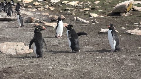 Some Rockhopper penguins on Saunders Island stand next to their colony and then run away, Falkland Islands