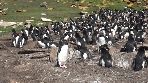 Rockhopper penguins colony on Saunders Island, Falkland Islands