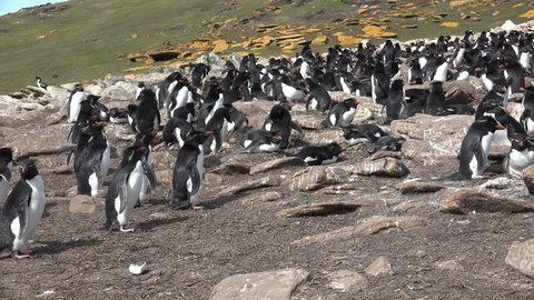 Rockhopper penguins colony on Saunders Island, Falkland Islands