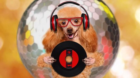 Cinemagraph - Music headphone vinyl record dog. Motion Photo.