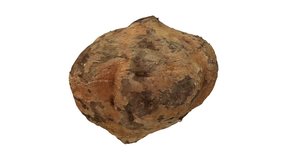 Realistic render of a rotating Mexican Turnip (Jicama) on white background. The video is seamlessly looping, and the 3D object is scanned from a real mexican turnip.

