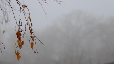 Fading birch leaves and a fruit with rain droplets in the background of fog