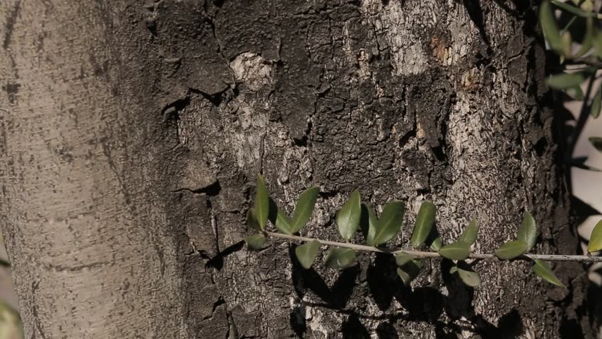 In a wide-angle aerial shot, the city of Santiago, Chile can be seen at the foot of the snowy Andes Mountains from behind the thick truck of a tree.