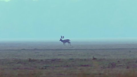 fallow deer stag running the hinds ( Dama dama )