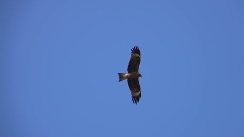 Black Kite Bird (Milvus migrans)  Flying in Clear Blue Sky