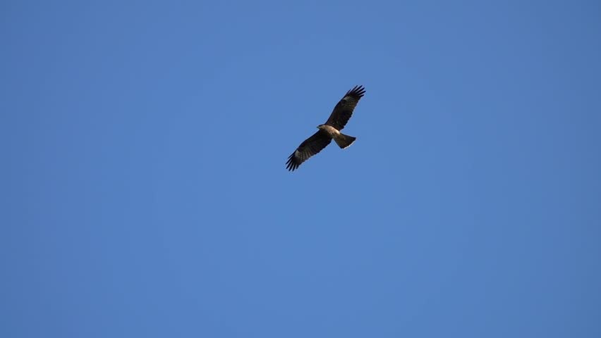Black Kite Soaring in the sky - Milvus migrans image - Free stock photo ...