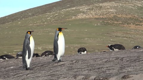 Two king penguins walk a few steps on the beach of Saunders Island. In the background is a Gentoo penguin colony, Falkland Islands