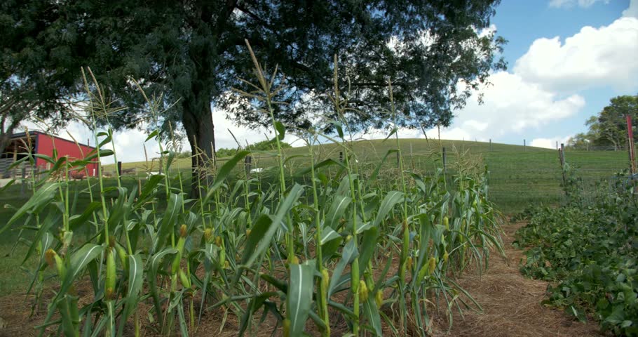 Rows on Corn on Farm, Barn in Background