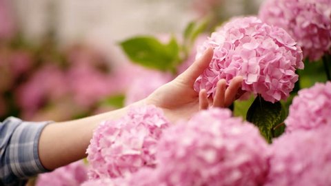 Gardening in bushes of hydrangea. Girls hand touches bunch in country garden. Woman is gardener and florist. Beauty treatment concept