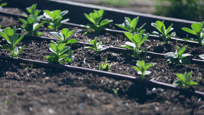 Broad bean seedlings medium shot static | Shutterstock HD Video #1020772537